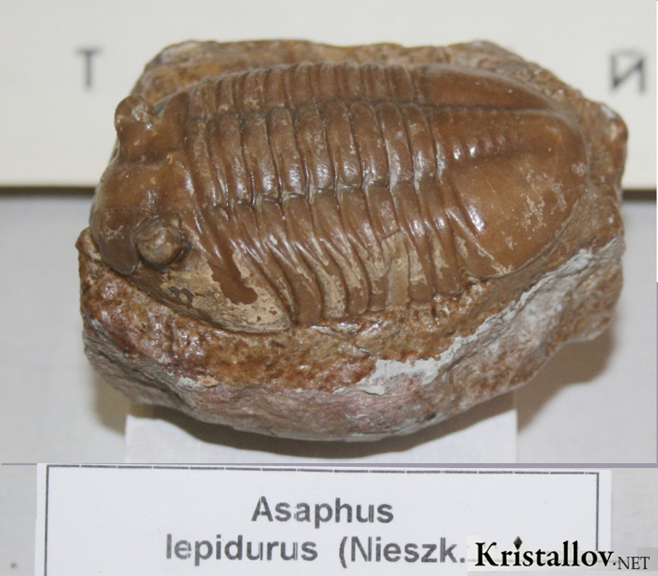 asaphus lepidurus